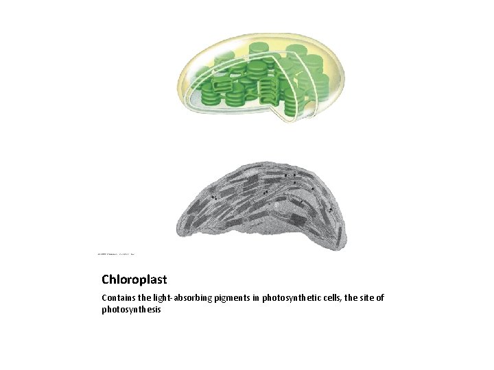 Chloroplast Contains the light-absorbing pigments in photosynthetic cells, the site of photosynthesis 