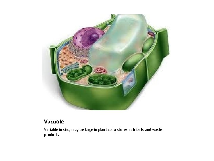 Vacuole Variable in size, may be large in plant cells; stores nutrients and waste