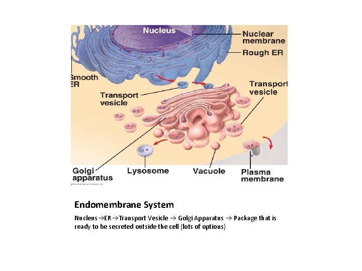 Endomembrane System Nucleus ER Transport Vesicle Golgi Apparatus Package that is ready to be