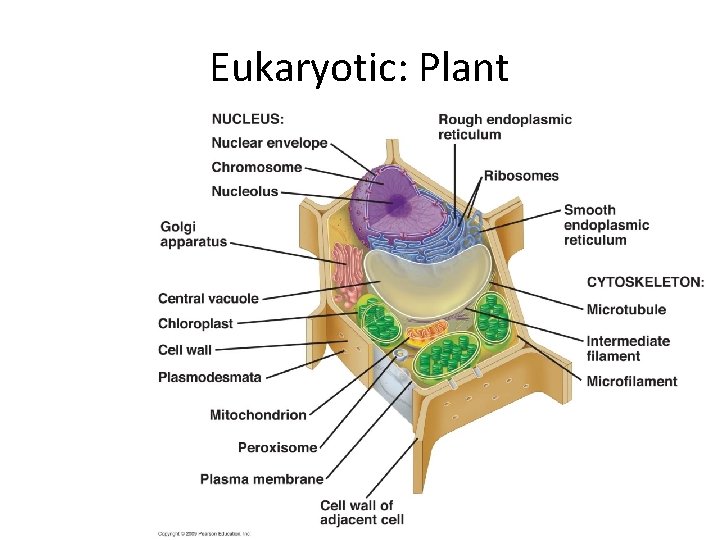 Eukaryotic: Plant 