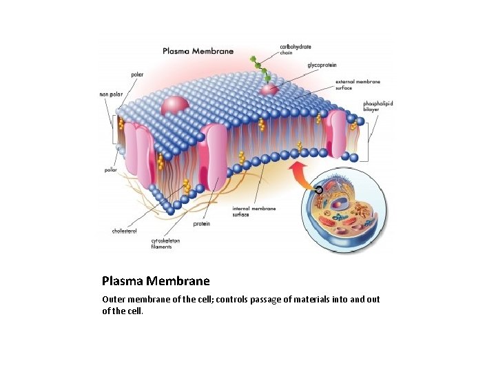 Plasma Membrane Outer membrane of the cell; controls passage of materials into and out