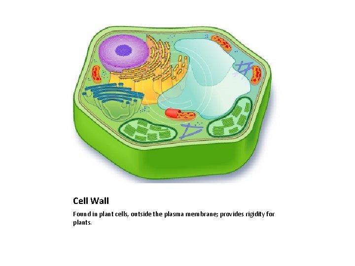 Cell Wall Found in plant cells, outside the plasma membrane; provides rigidity for plants.