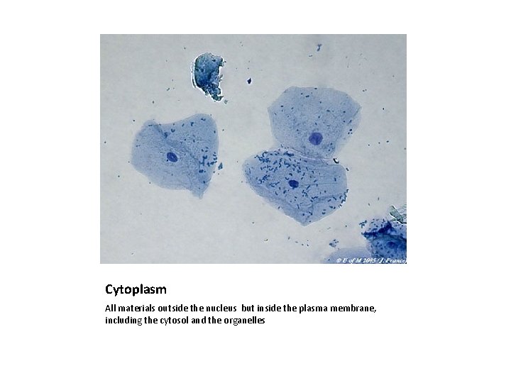 Cytoplasm All materials outside the nucleus but inside the plasma membrane, including the cytosol