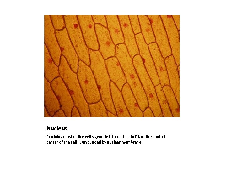 Nucleus Contains most of the cell’s genetic information in DNA- the control center of