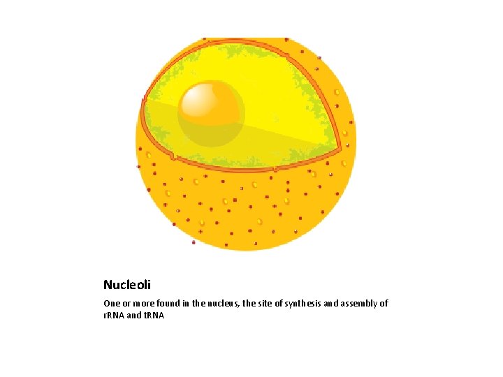 Nucleoli One or more found in the nucleus, the site of synthesis and assembly