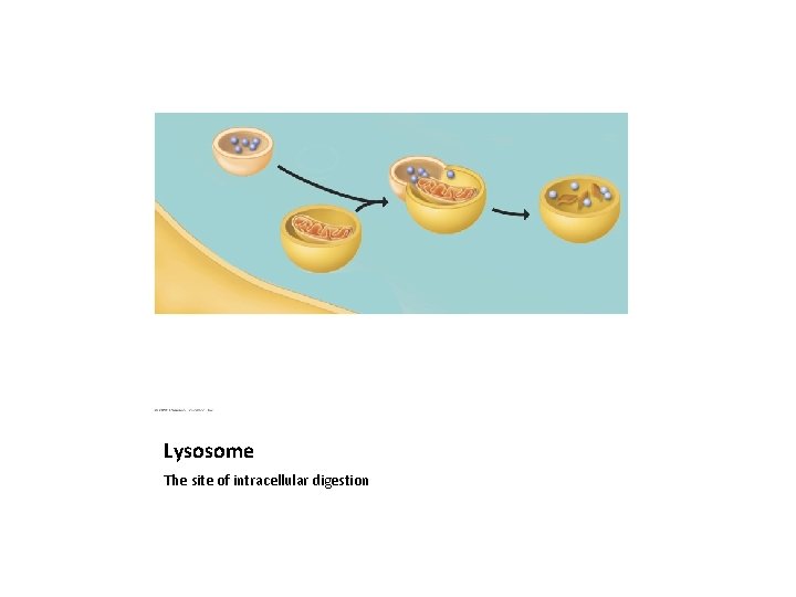 Lysosome The site of intracellular digestion 