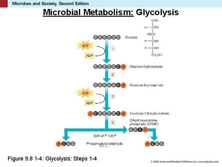 Microbial Metabolism: Glycolysis Figure 9. 8 1 -4: Glycolysis: Steps 1 -4 