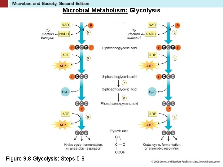 Microbial Metabolism: Glycolysis Figure 9. 8 Glycolysis: Steps 5 -9 