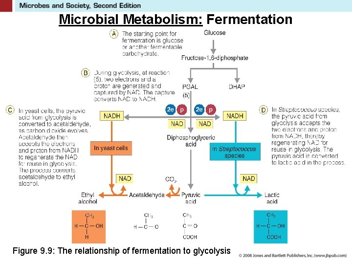 Microbial Metabolism: Fermentation Figure 9. 9: The relationship of fermentation to glycolysis 