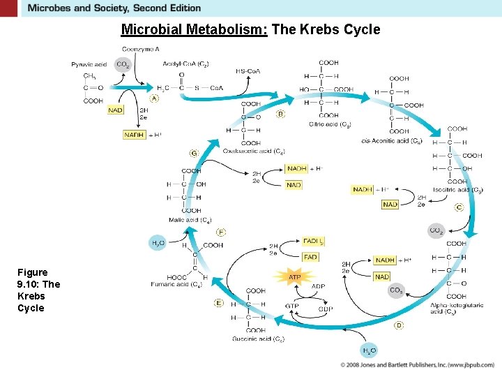 Microbial Metabolism: The Krebs Cycle Figure 9. 10: The Krebs Cycle 