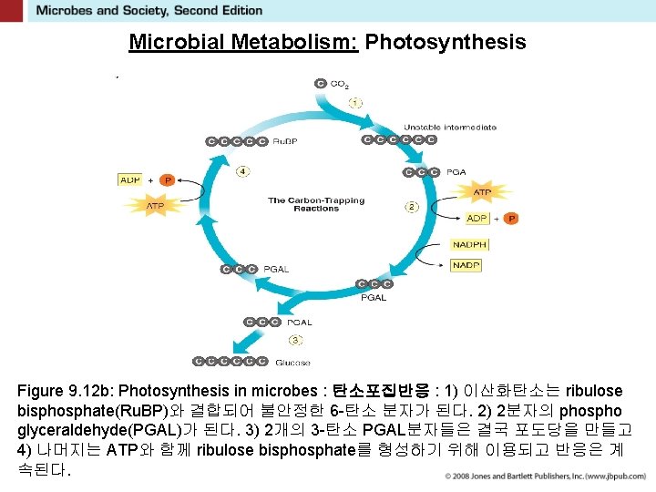 Microbial Metabolism: Photosynthesis Figure 9. 12 b: Photosynthesis in microbes : 탄소포집반응 : 1)