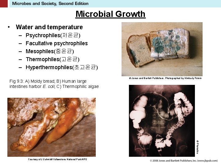 Microbial Growth • Water and temperature – – – Psychrophiles(저온균) Facultative psychrophiles Mesophiles(중온균) Thermophiles(고온균)