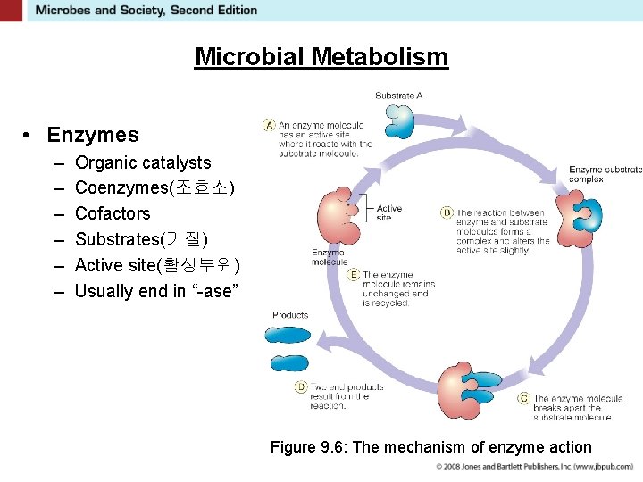 Microbial Metabolism • Enzymes – – – Organic catalysts Coenzymes(조효소) Cofactors Substrates(기질) Active site(활성부위)