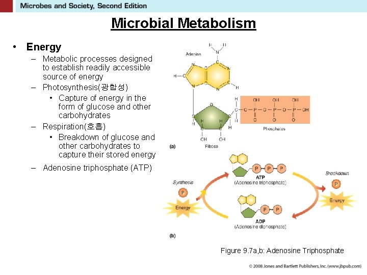 Microbial Metabolism • Energy – Metabolic processes designed to establish readily accessible source of
