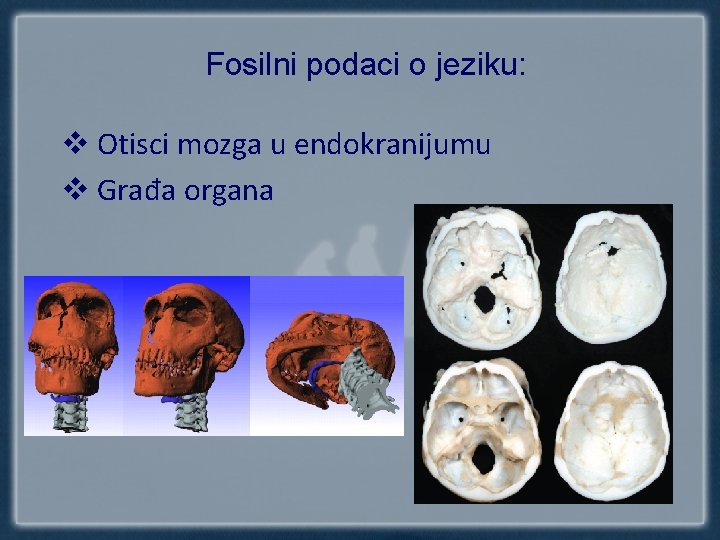 Fosilni podaci o jeziku: v Otisci mozga u endokranijumu v Građa organa 