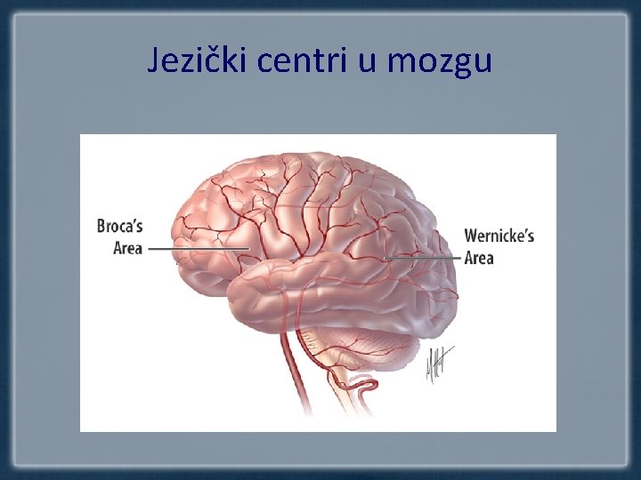 Jezički centri u mozgu 