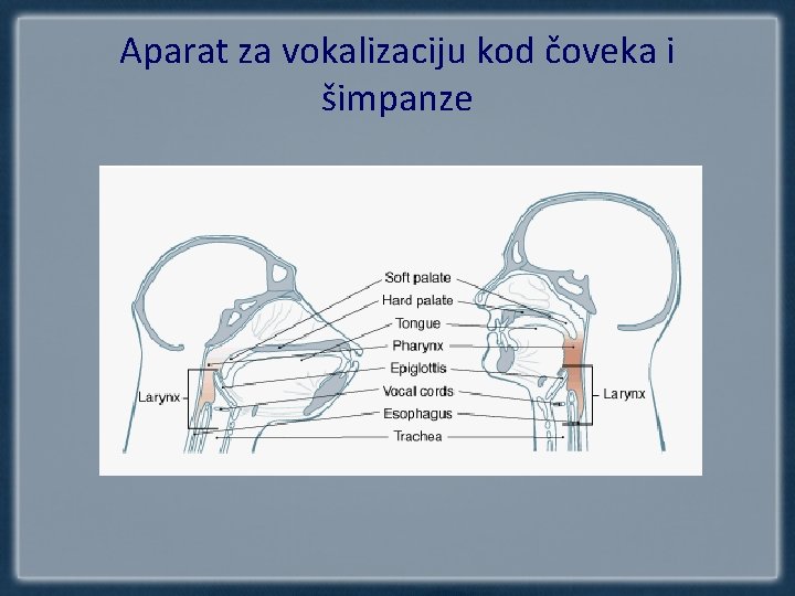 Aparat za vokalizaciju kod čoveka i šimpanze 