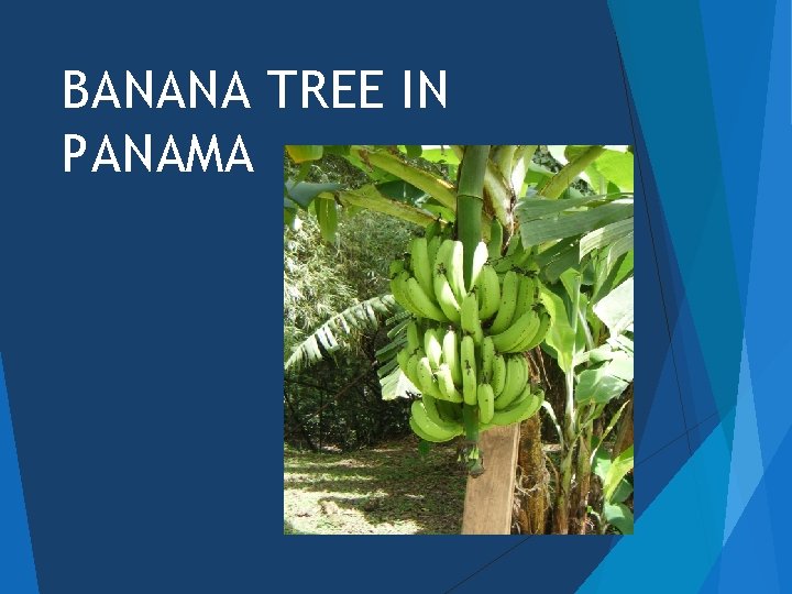 BANANA TREE IN PANAMA 