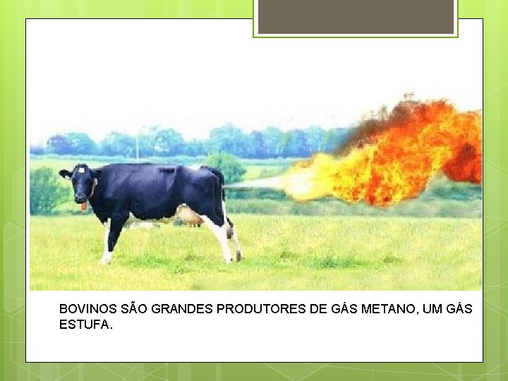 BOVINOS SÃO GRANDES PRODUTORES DE GÁS METANO, UM GÁS ESTUFA. 