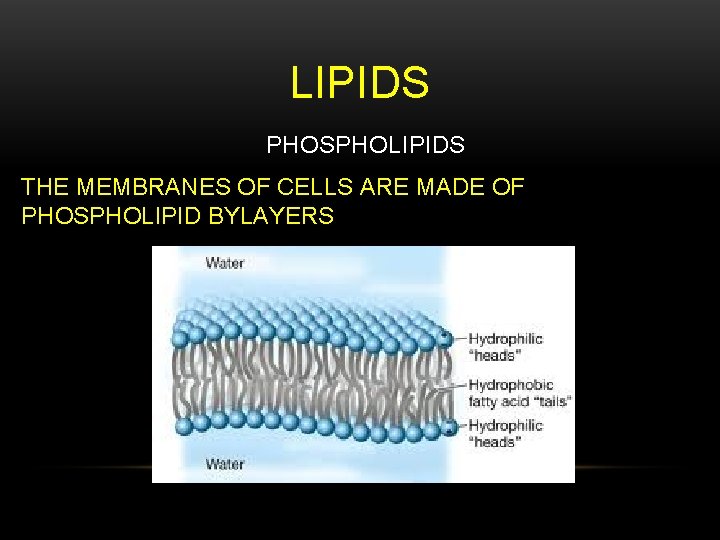 LIPIDS PHOSPHOLIPIDS THE MEMBRANES OF CELLS ARE MADE OF PHOSPHOLIPID BYLAYERS 