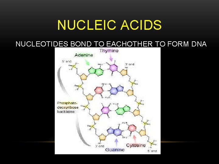 NUCLEIC ACIDS NUCLEOTIDES BOND TO EACHOTHER TO FORM DNA 