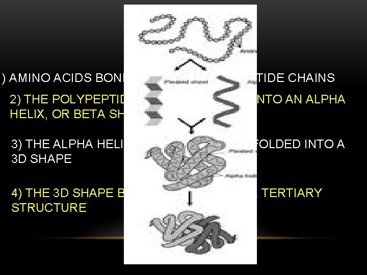 PROTEINS 1) AMINO ACIDS BOND TO MAKE POLY PEPTIDE CHAINS 2) THE POLYPEPTIDE CHAIN