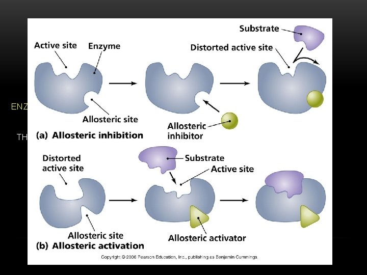 PROTEINS ENZYMES ARE PROTEINS THAT SPEED UP CHEMICAL REACTIONS, BY LOWERING THE ACTIVATION ENERGY