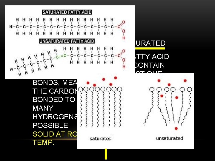 LIPIDS SATURATED VS UNSATURATED THE FATTY ACID TAILS CONTAIN ONLY SINGLE BONDS, MEANING THE