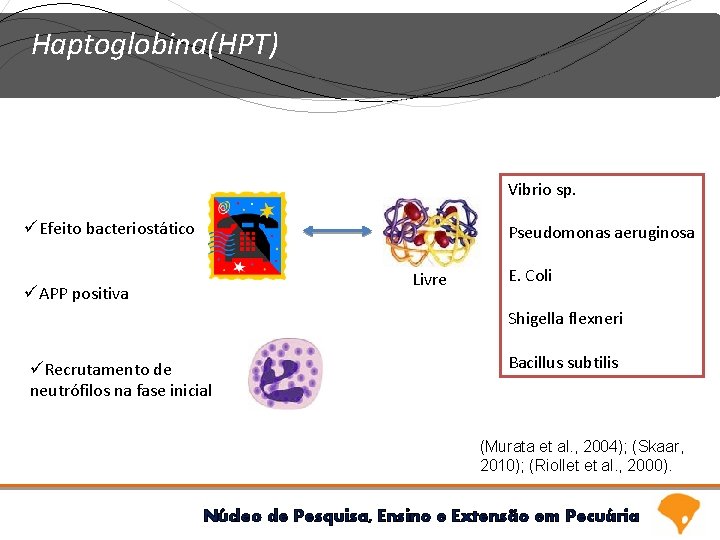 Haptoglobina(HPT) Vibrio sp. üEfeito bacteriostático Pseudomonas aeruginosa Livre üAPP positiva E. Coli Shigella flexneri