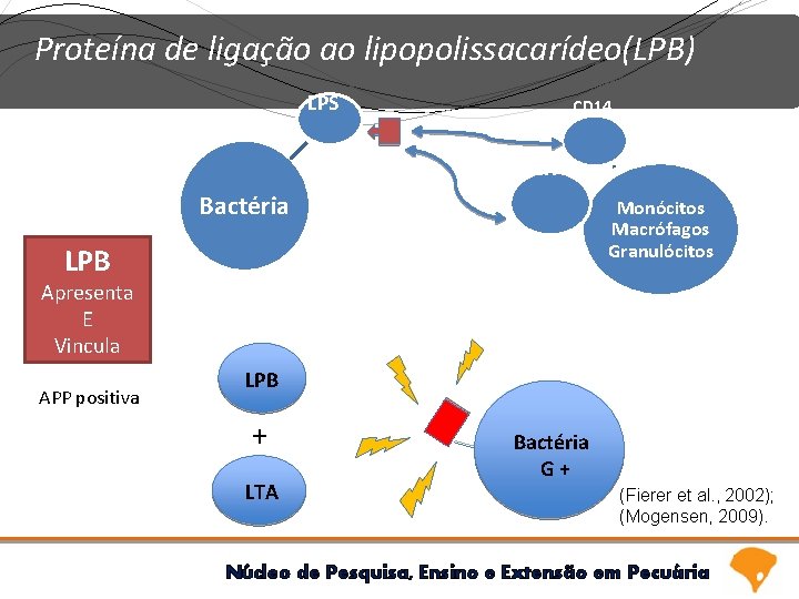 Proteína de ligação ao lipopolissacarídeo(LPB) LPS CD 14 TLR 4 Bactéria Monócitos Macrófagos Granulócitos