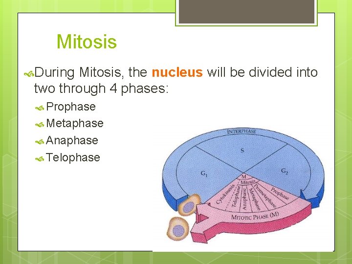 Mitosis During Mitosis, the nucleus will be divided into two through 4 phases: Prophase