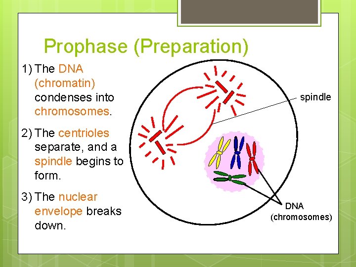Prophase (Preparation) 1) The DNA (chromatin) condenses into chromosomes. spindle 2) The centrioles separate,