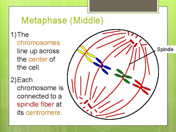Metaphase (Middle) 1) The chromosomes line up across the center of the cell. 2)
