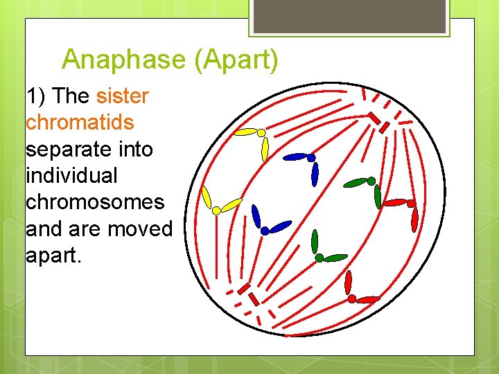 Anaphase (Apart) 1) The sister chromatids separate into individual chromosomes and are moved apart.