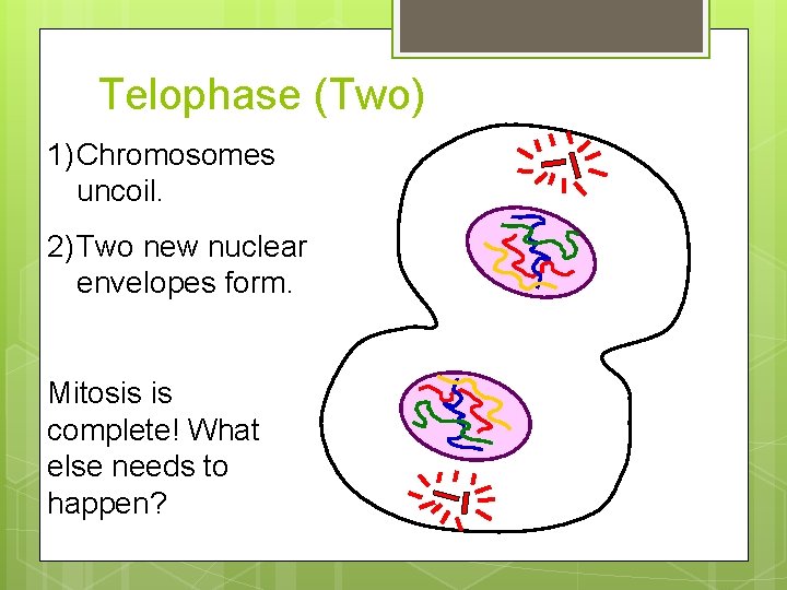 Telophase (Two) 1) Chromosomes uncoil. 2) Two new nuclear envelopes form. Mitosis is complete!