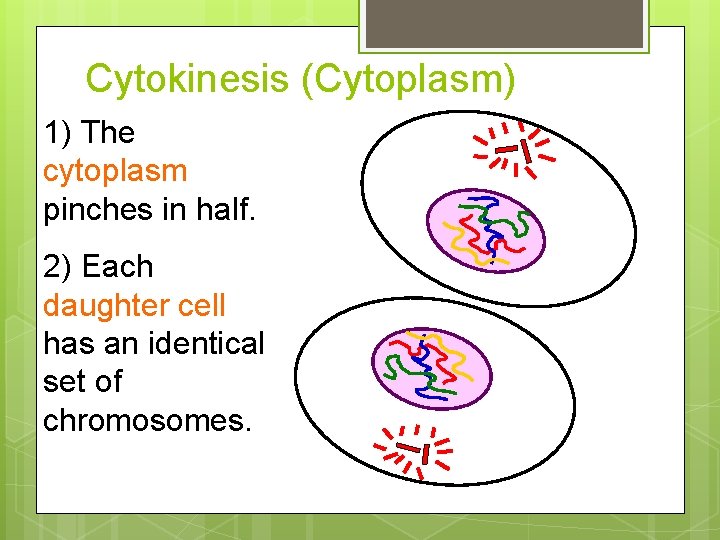 Cytokinesis (Cytoplasm) 1) The cytoplasm pinches in half. 2) Each daughter cell has an