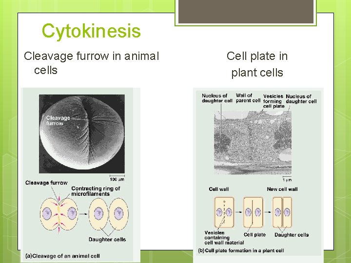 Cytokinesis Cleavage furrow in animal cells Cell plate in plant cells 