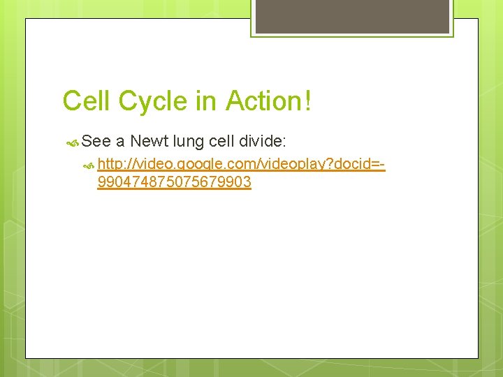 Cell Cycle in Action! See a Newt lung cell divide: http: //video. google. com/videoplay?