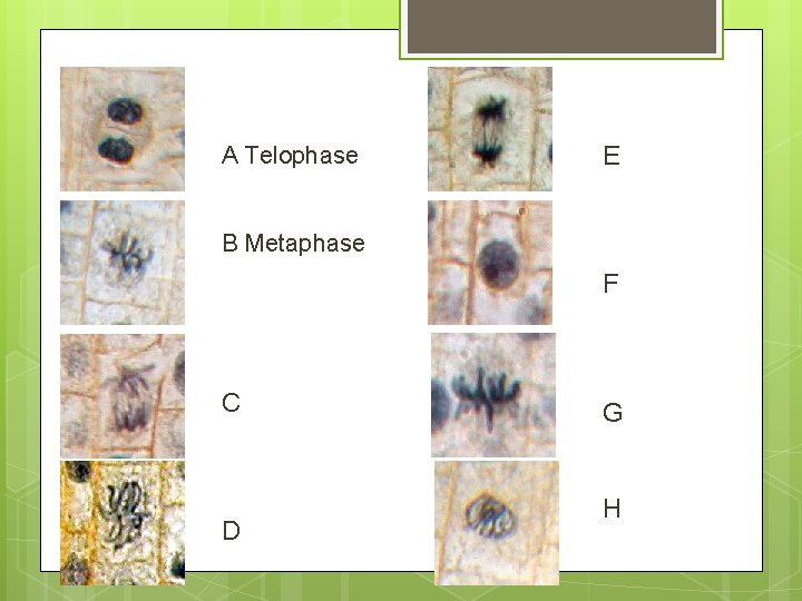 A Telophase E B Metaphase F C D G H 
