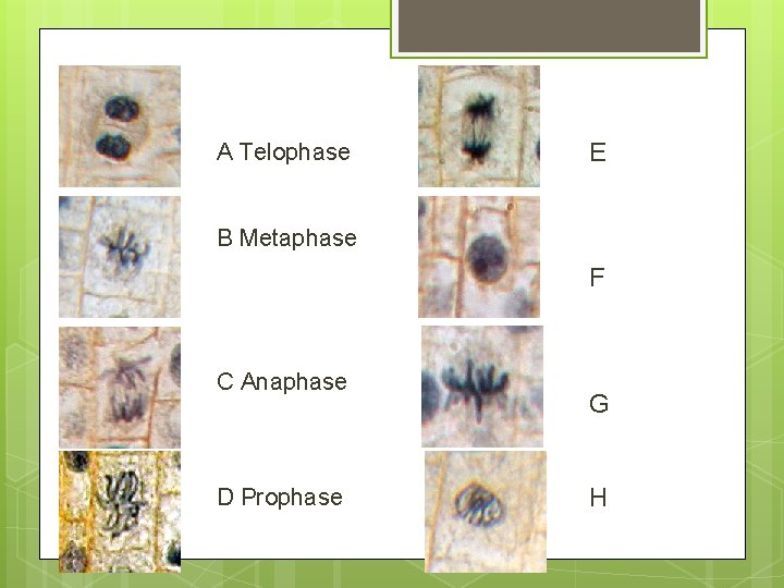 A Telophase E B Metaphase F C Anaphase D Prophase G H 
