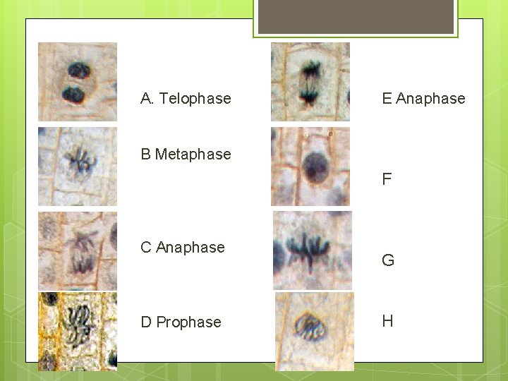 A. Telophase E Anaphase B Metaphase F C Anaphase D Prophase G H 