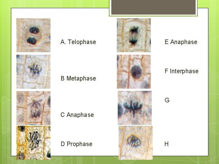 A. Telophase E Anaphase F Interphase B Metaphase G C Anaphase D Prophase H