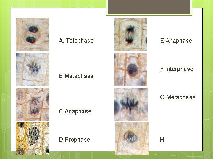 A. Telophase E Anaphase F Interphase B Metaphase G Metaphase C Anaphase D Prophase