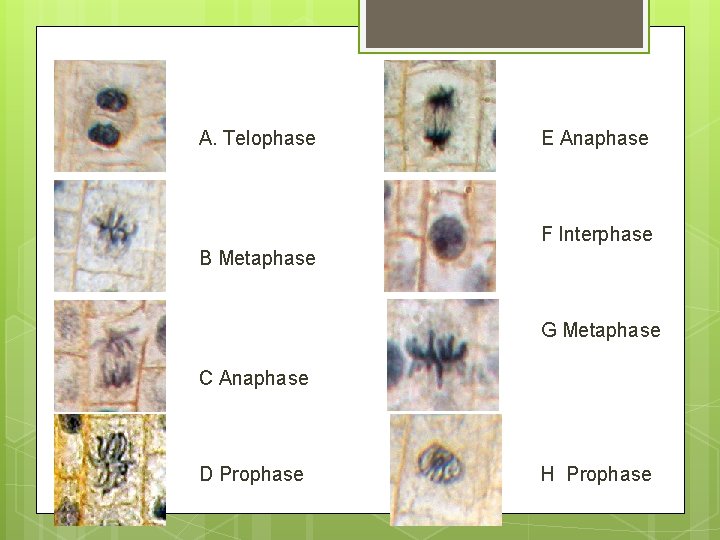 A. Telophase E Anaphase F Interphase B Metaphase G Metaphase C Anaphase D Prophase