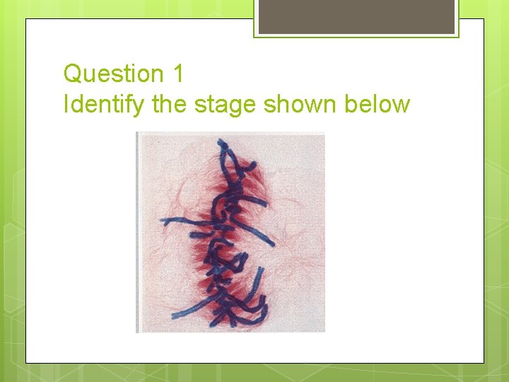 Question 1 Identify the stage shown below 