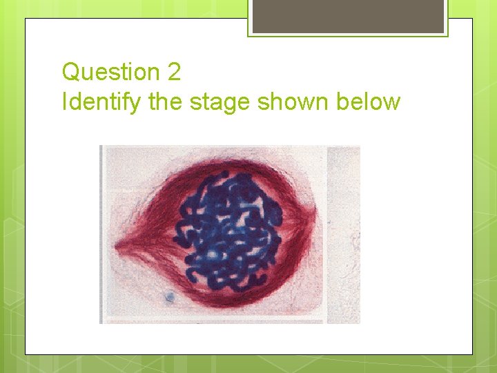 Question 2 Identify the stage shown below 