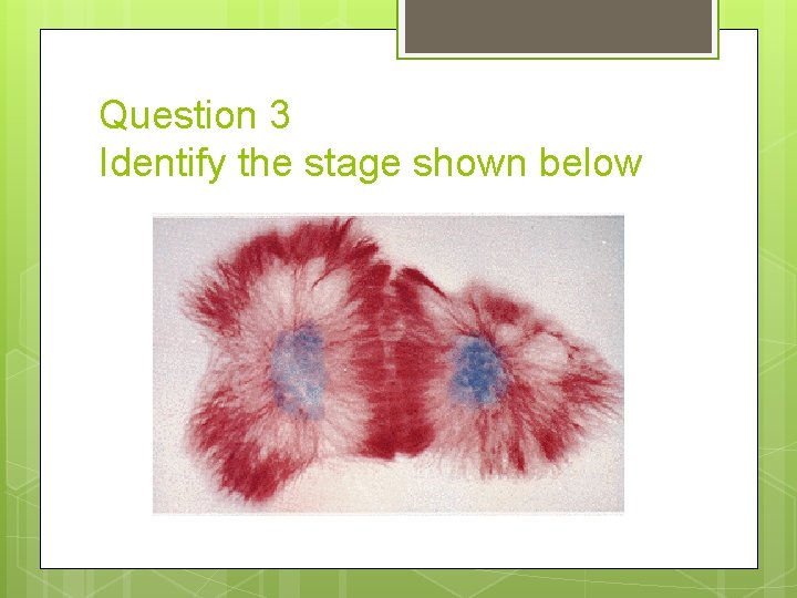 Question 3 Identify the stage shown below 
