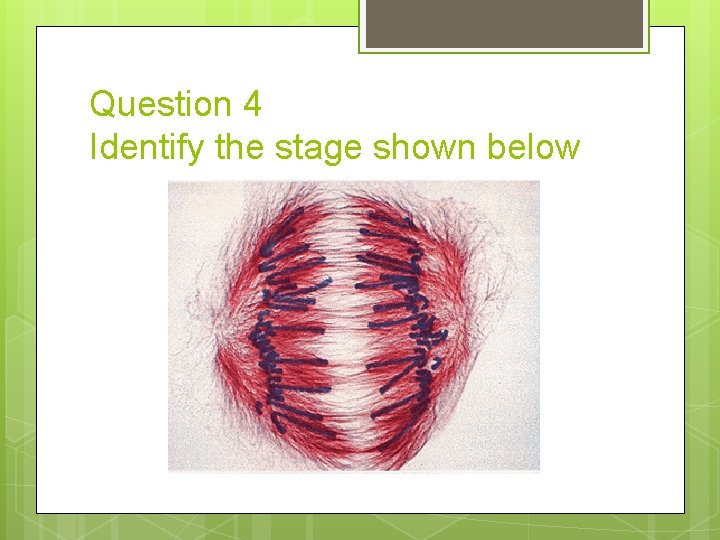 Question 4 Identify the stage shown below 