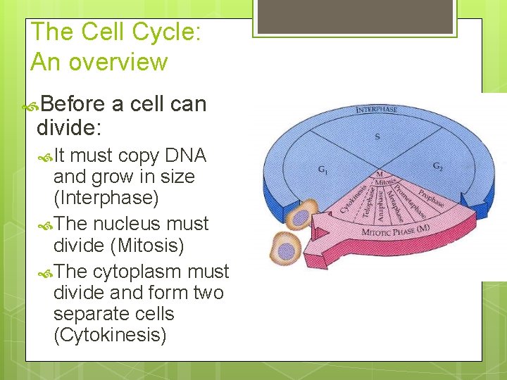 The Cell Cycle: An overview Before divide: It a cell can must copy DNA