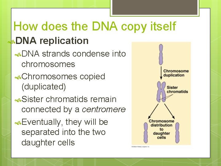 How does the DNA copy itself DNA replication DNA strands condense into chromosomes Chromosomes